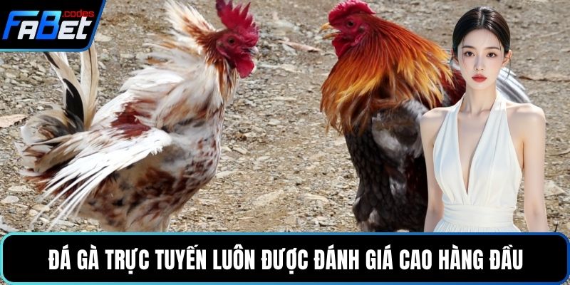 Đá gà trực tuyến luôn được đánh giá cao hàng đầu